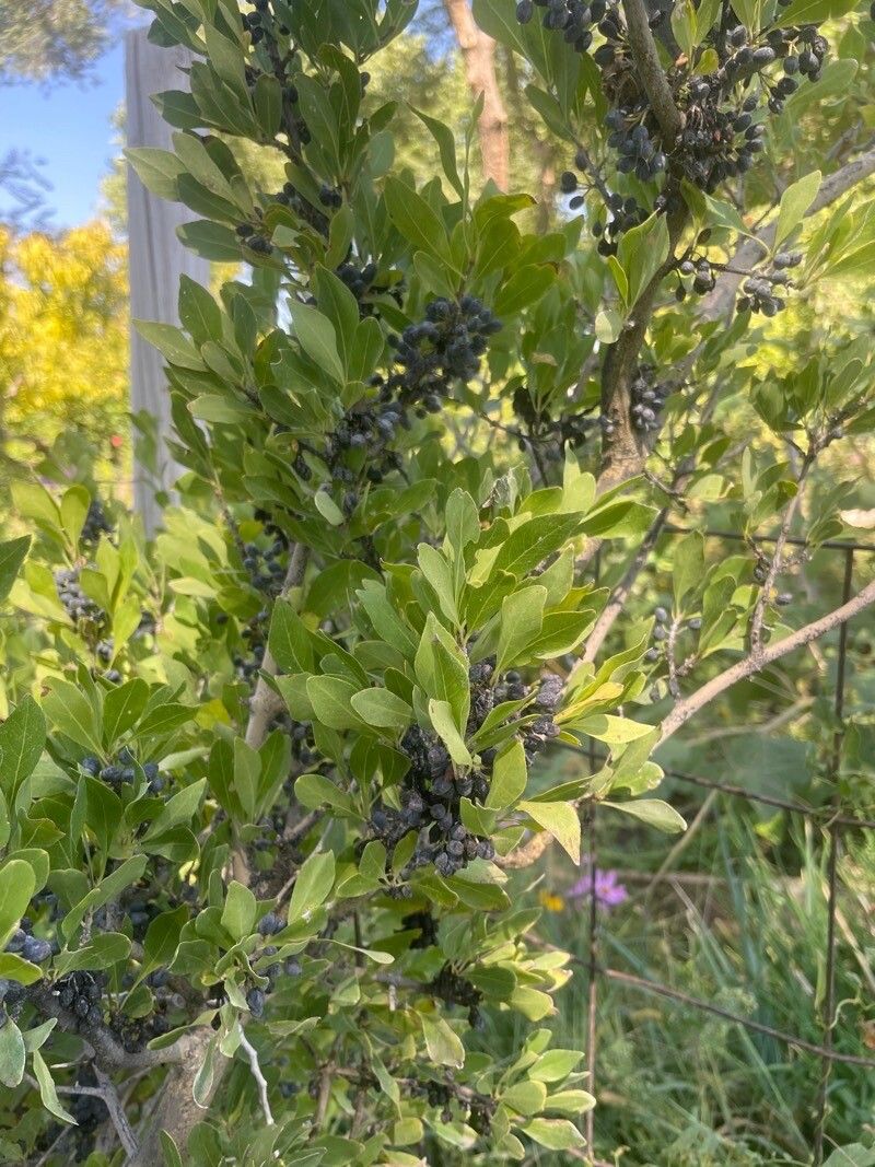 Forestiera pubescens fruit