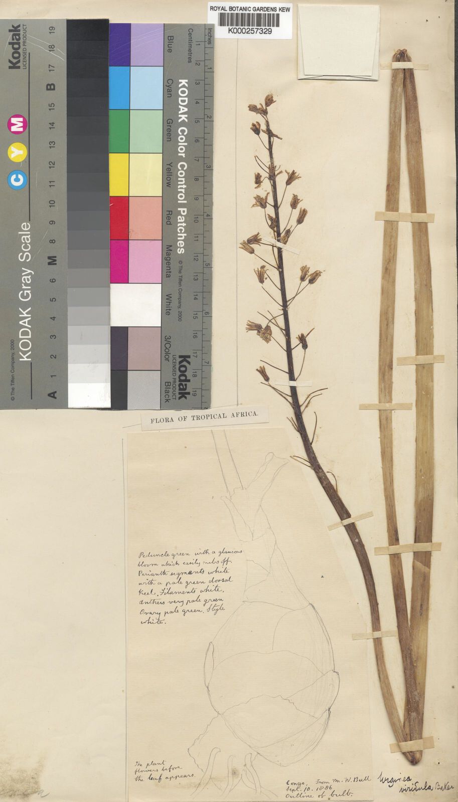 Drimia viridula — search result for 'Drimia'