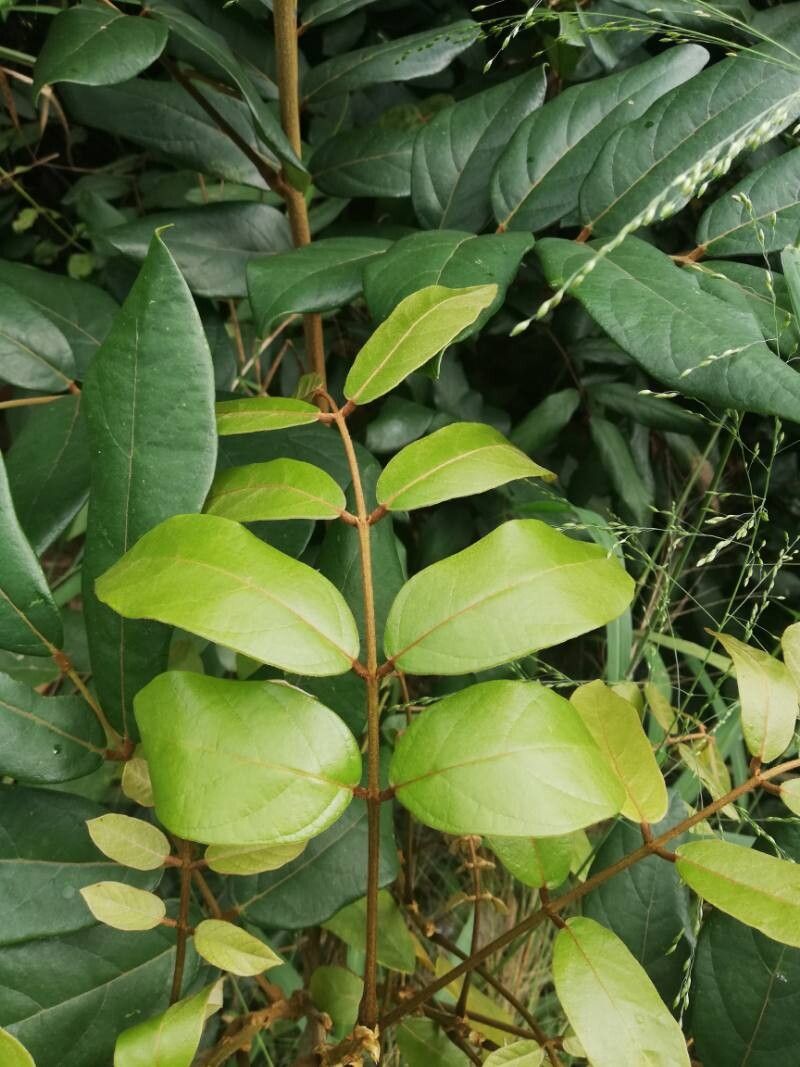 Millettia theuszii — houseplant care guide