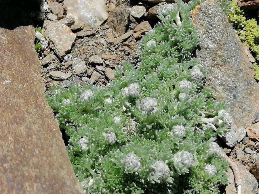 Artemisia granatensis flower