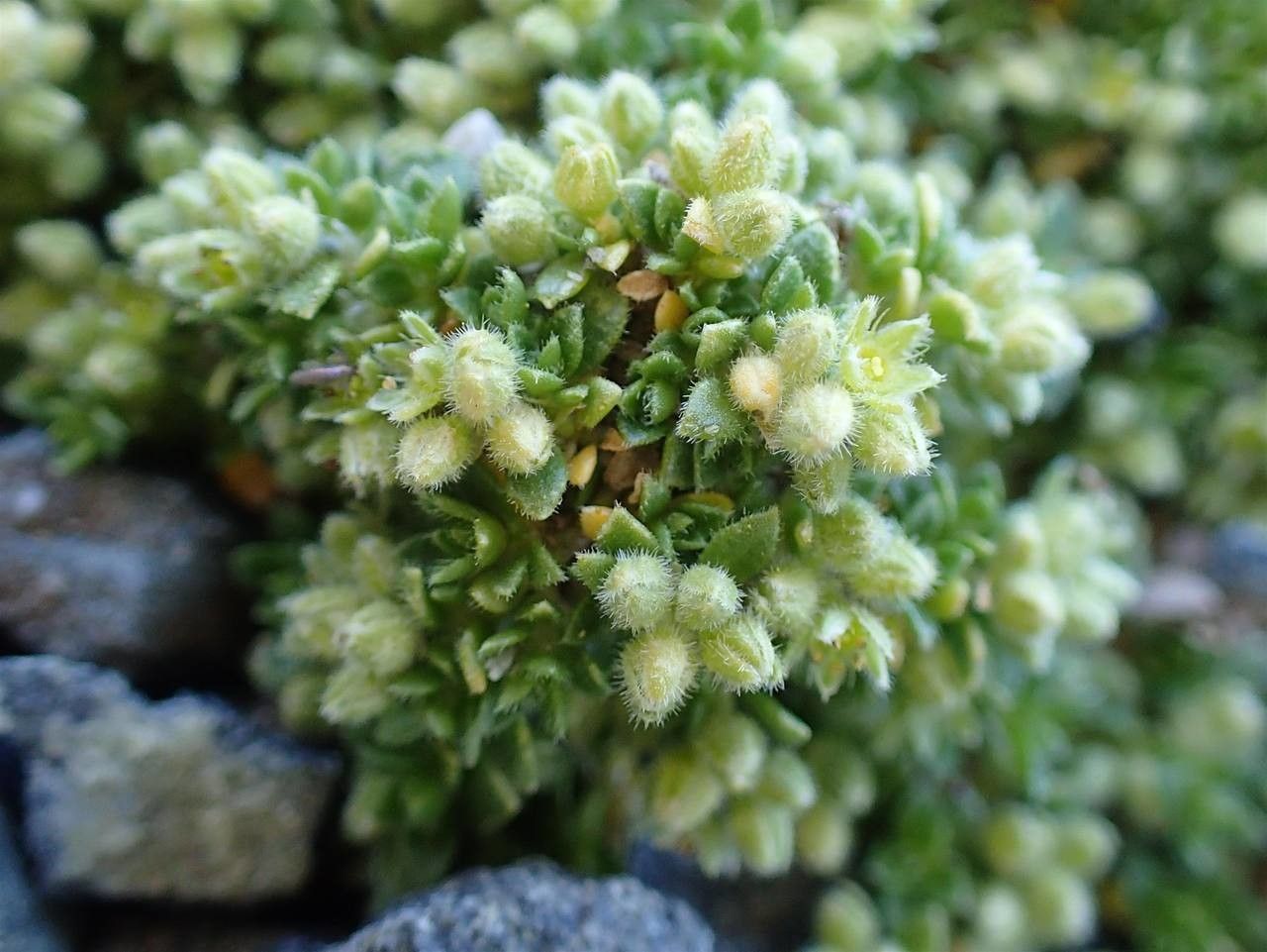 Herniaria alpina flower