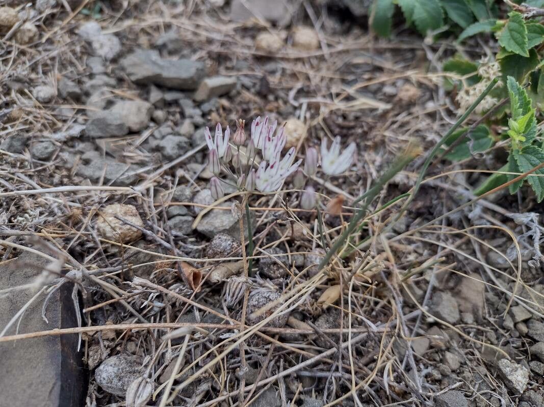 Allium moschatum habit