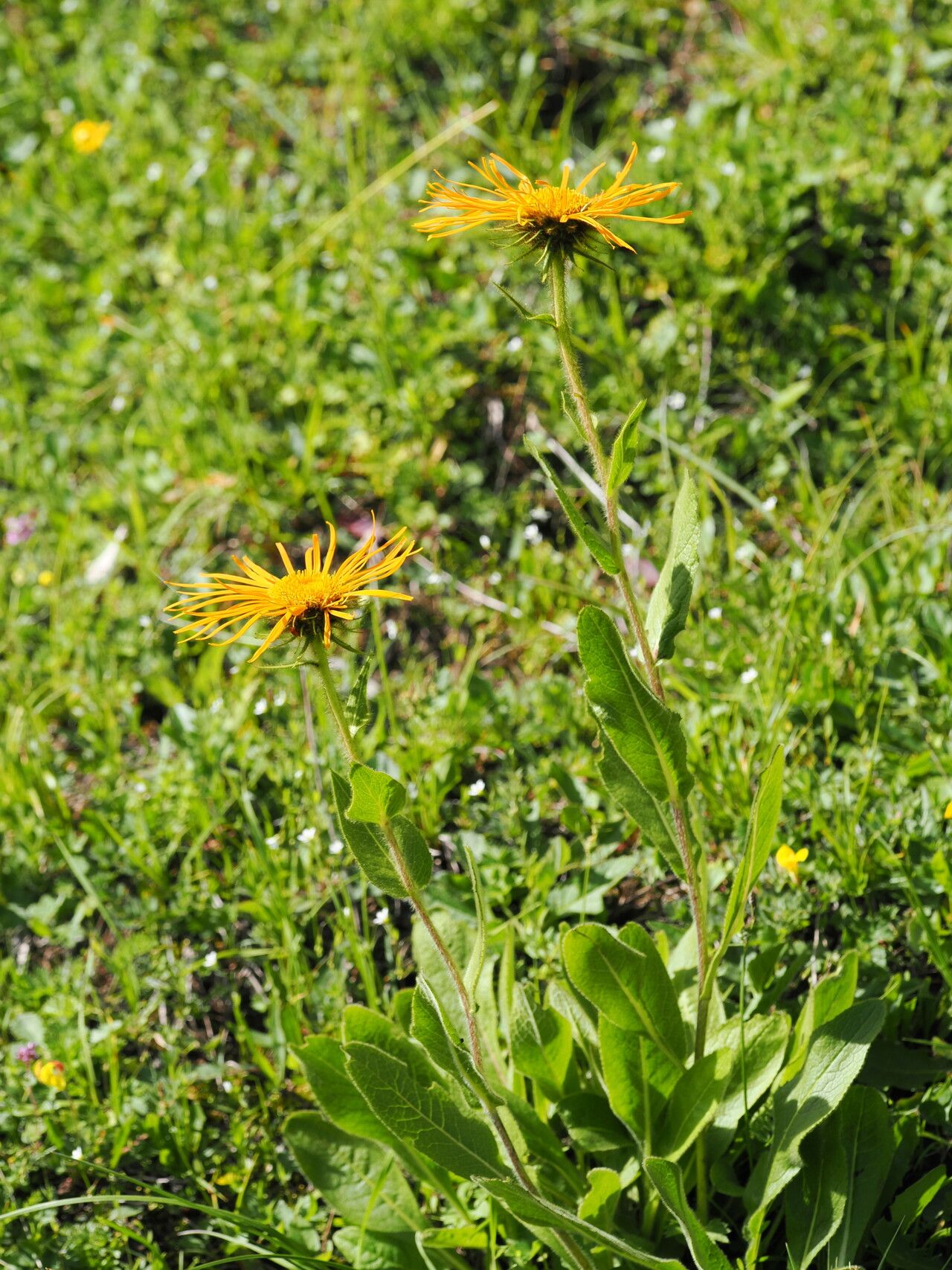 Inula orientalis habit
