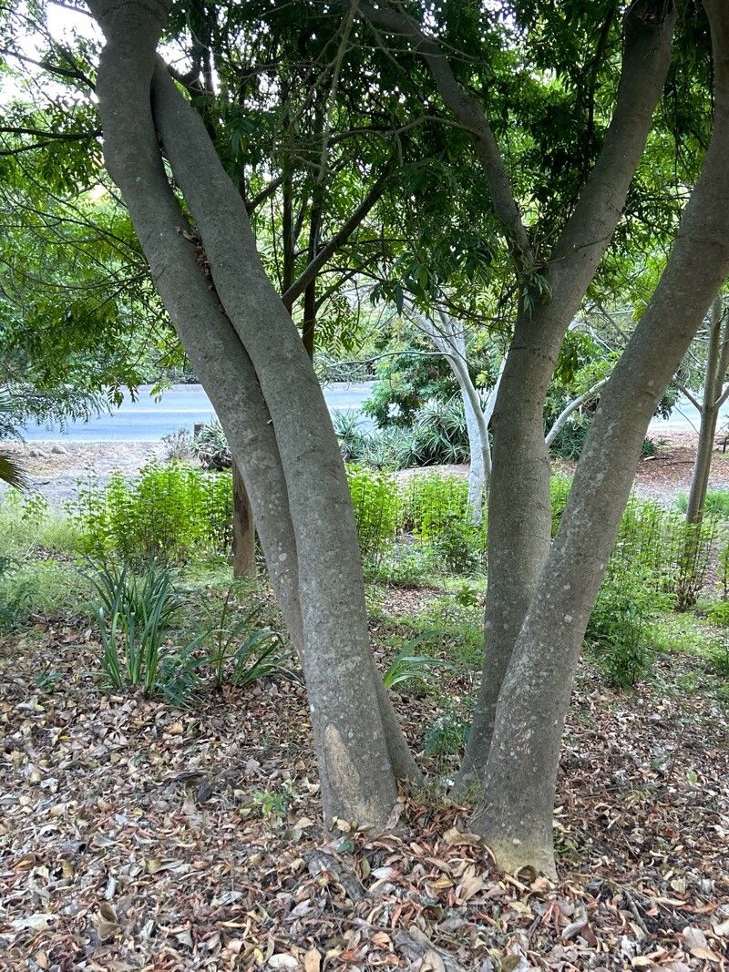 Indigofera gerrardiana bark