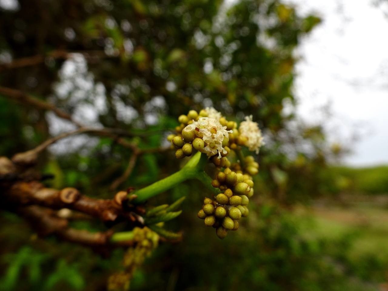 Cordia collococca flower