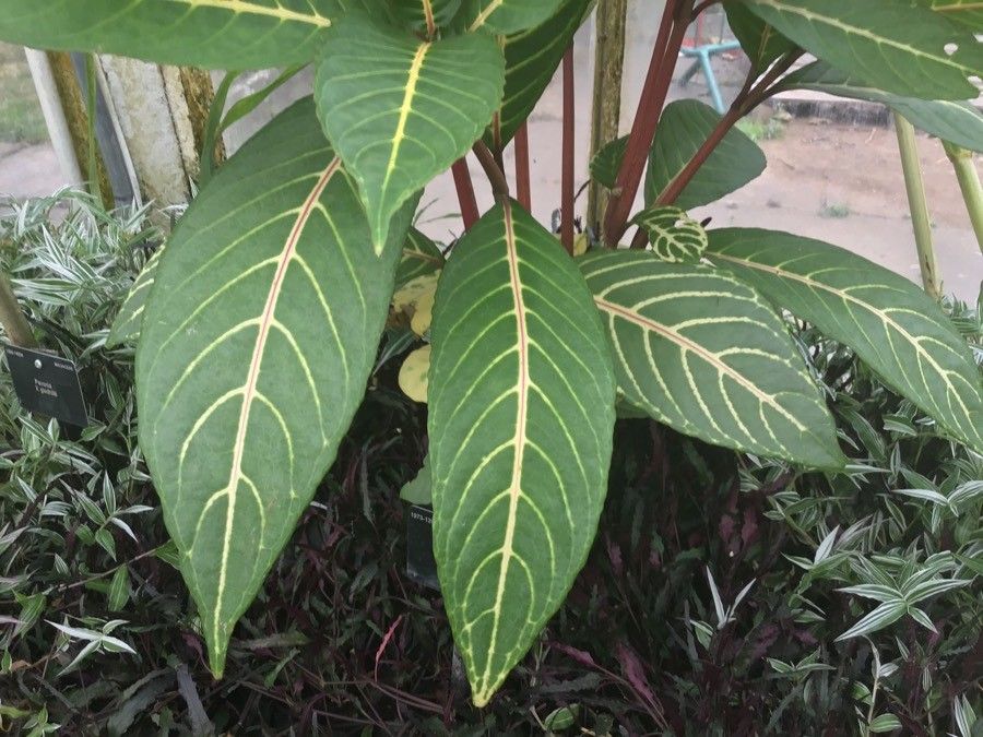 Sanchezia nobilis — related species from the same genus