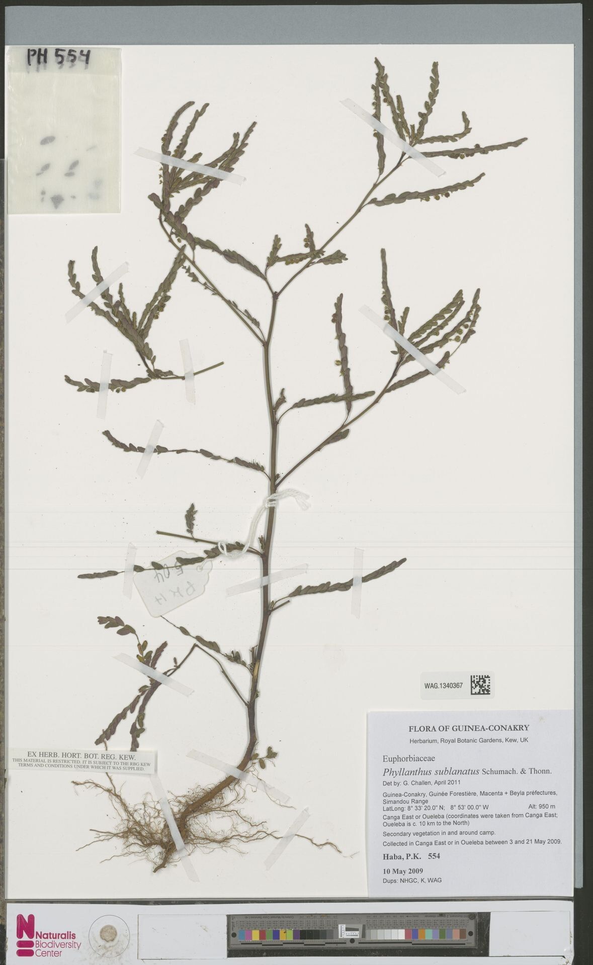 Phyllanthus sublanatus — houseplant care guide