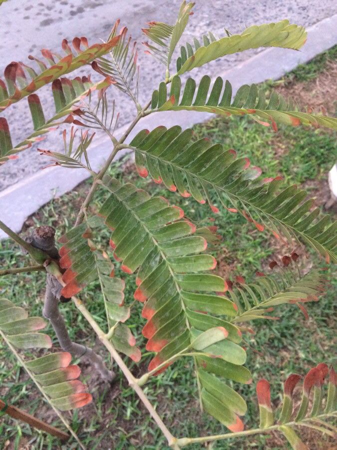 Schizolobium amazonicum — related species from the same genus