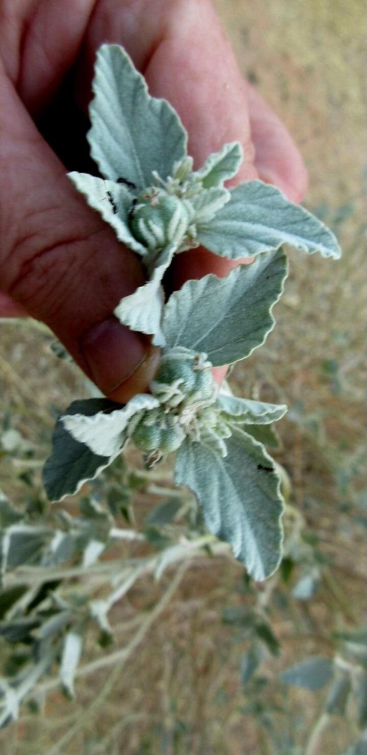 Chrozophora brocchiana fruit