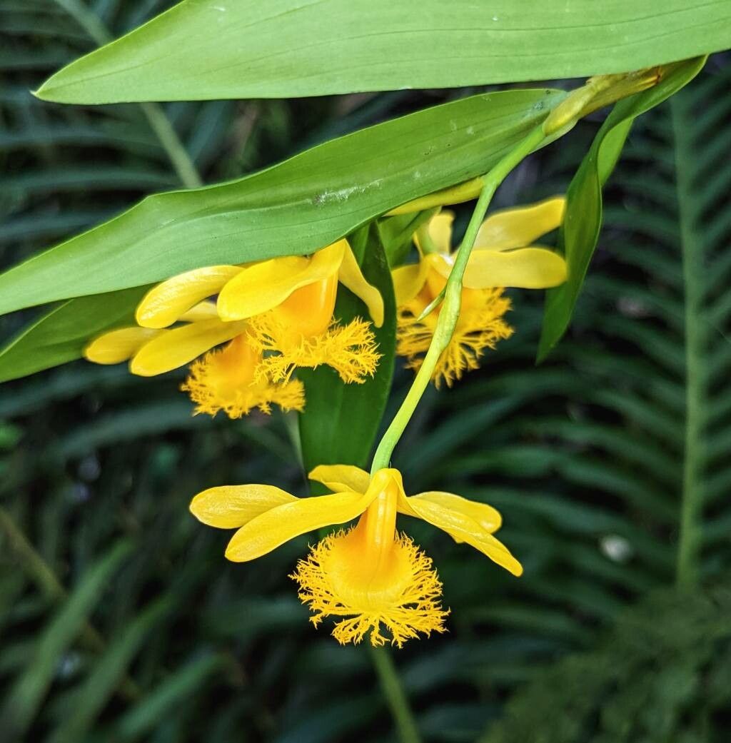 Dendrobium brymerianum flower
