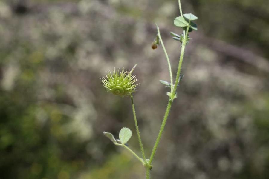 Medicago disciformis flower