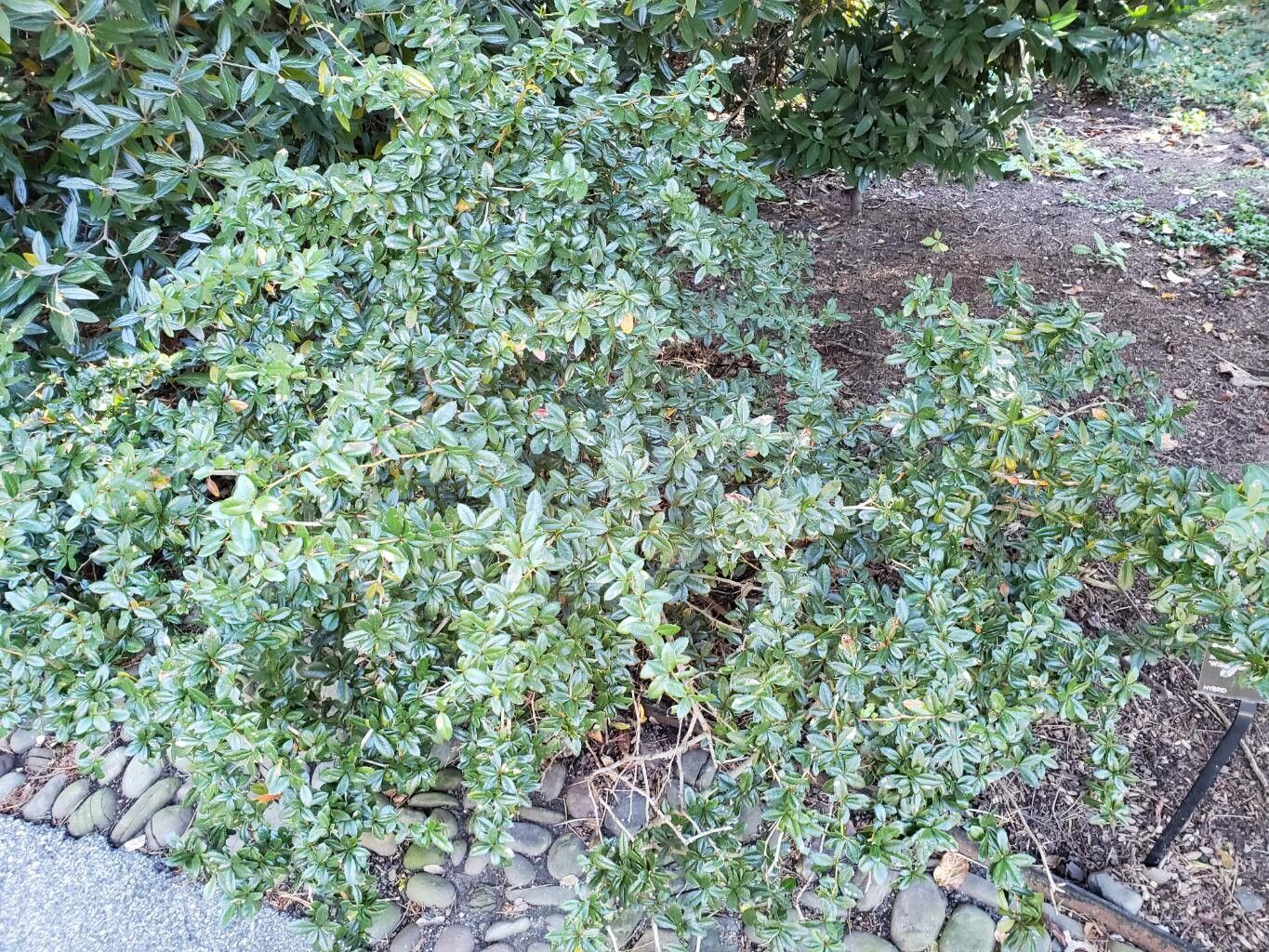 Berberis × gladwynensis habit