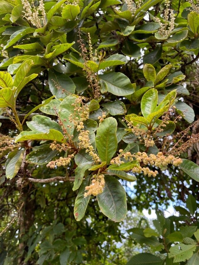 Clethra hondurensis leaf