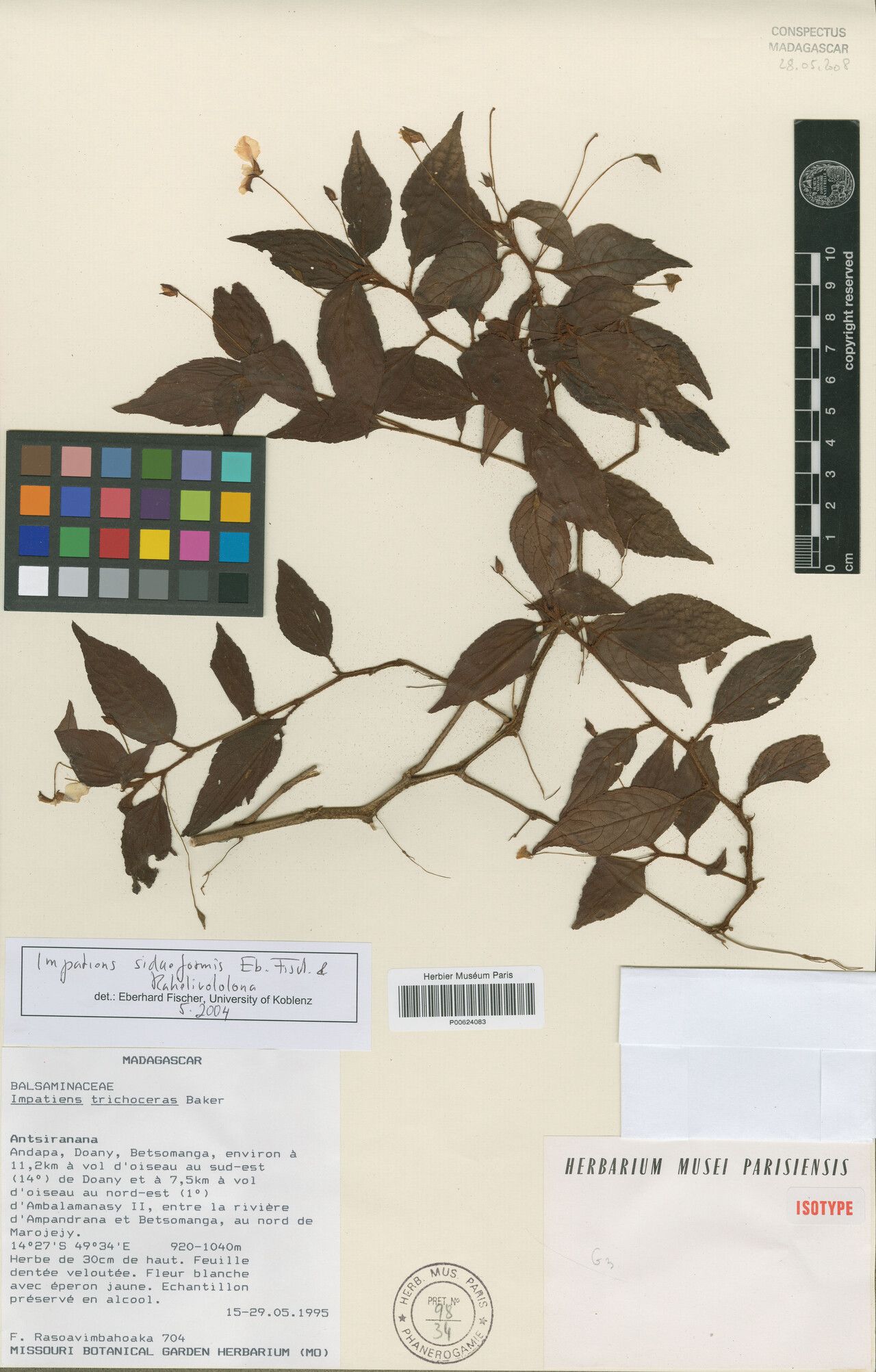 Impatiens sidiformis — houseplant care guide