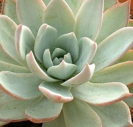 Echeveria desmetiana — pet friendly houseplant