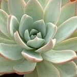 Echeveria desmetiana