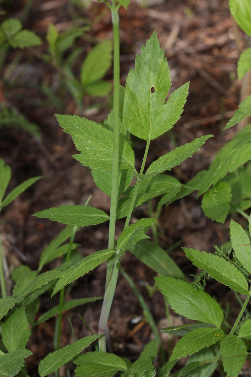 Osmorhiza occidentalis habit