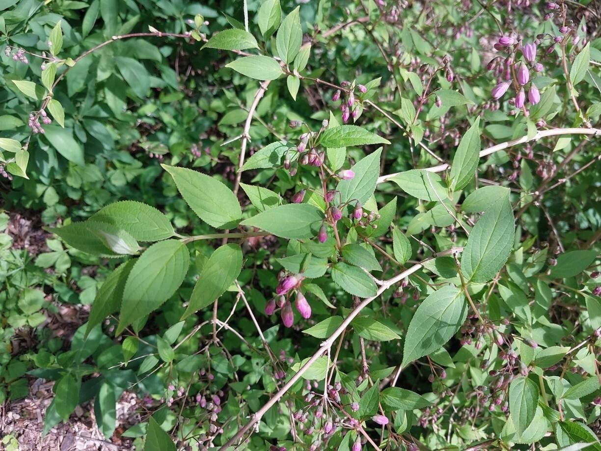 Deutzia monbeigii other