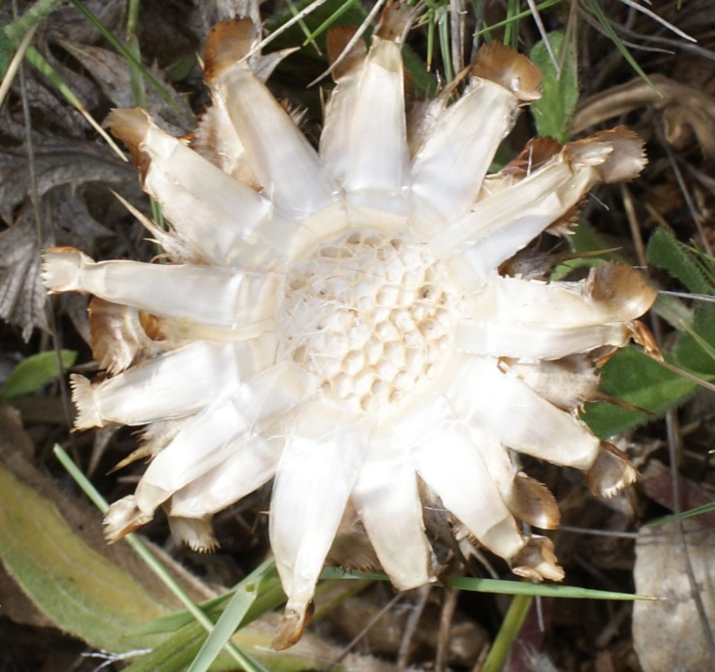 Centaurea acaulis fruit