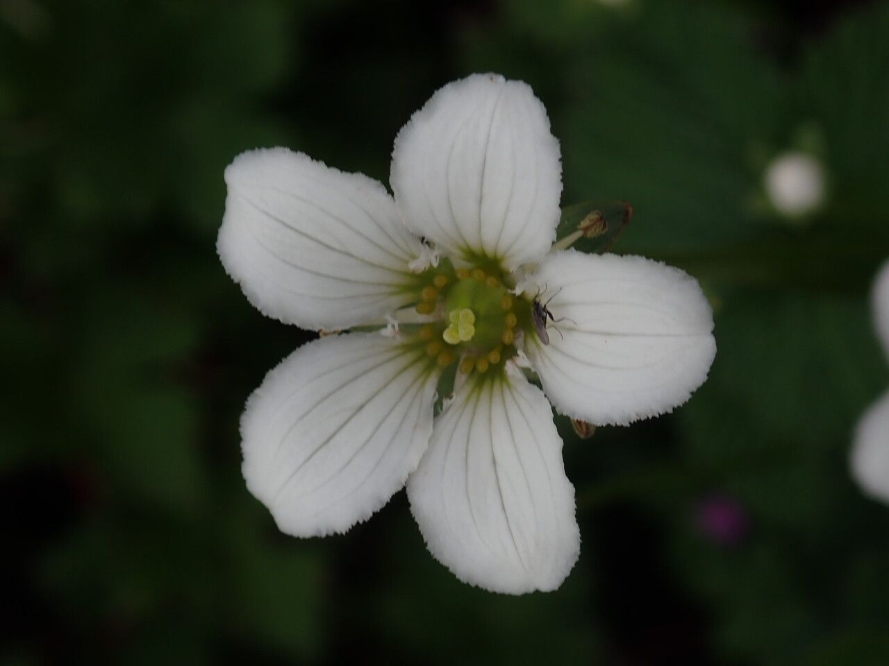 Parnassia nubicola — search result for 'Parnassia'