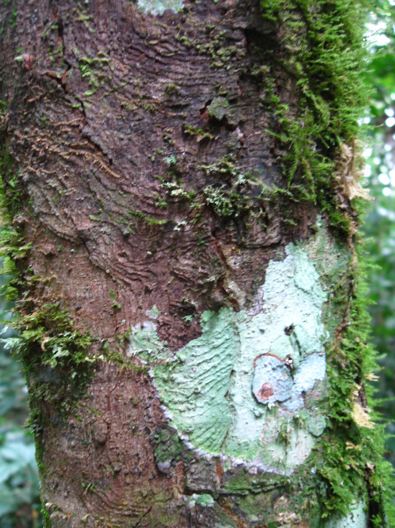 Trichilia rubescens bark