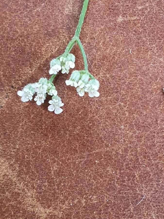 Torilis africana flower