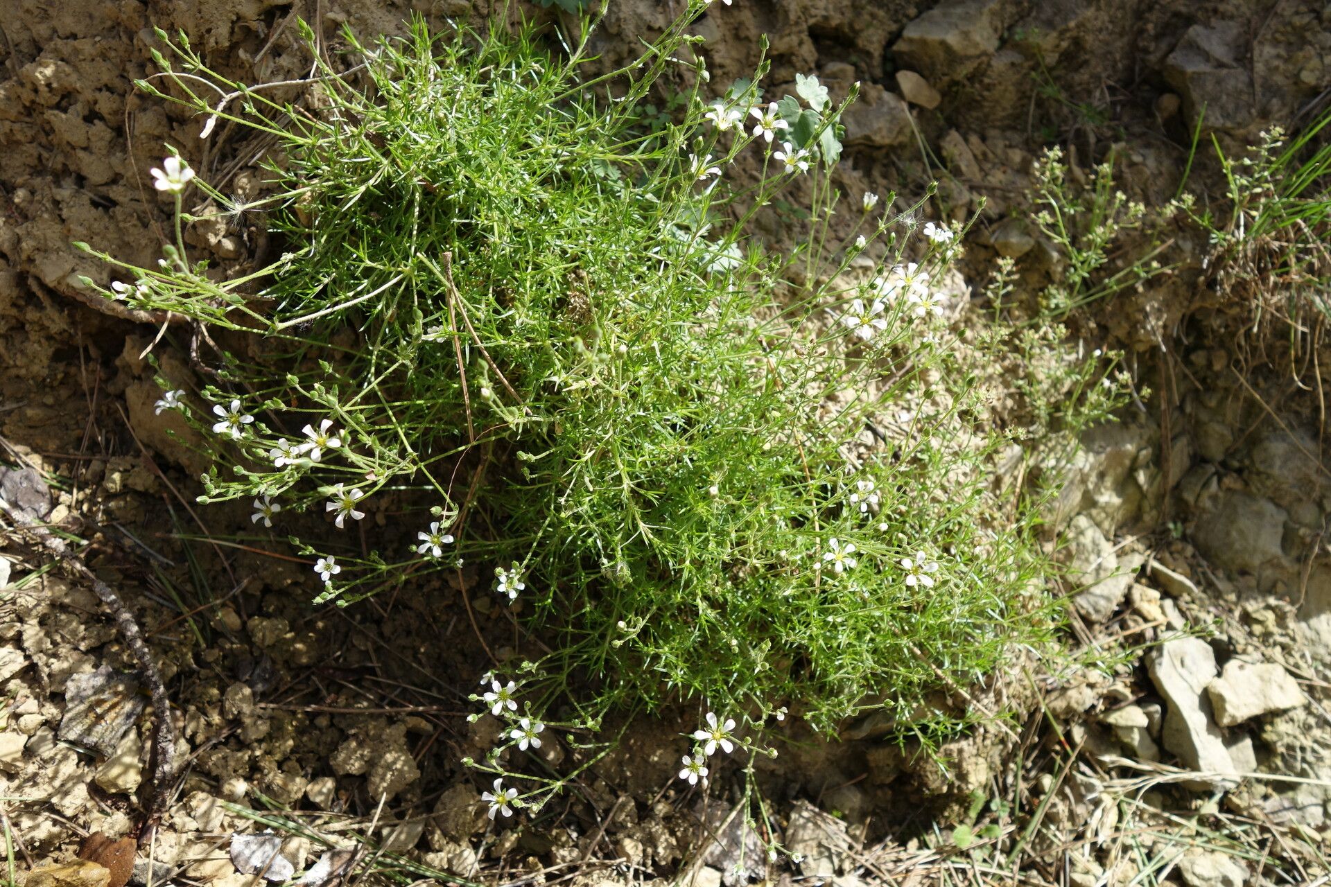 Sabulina villarii habit