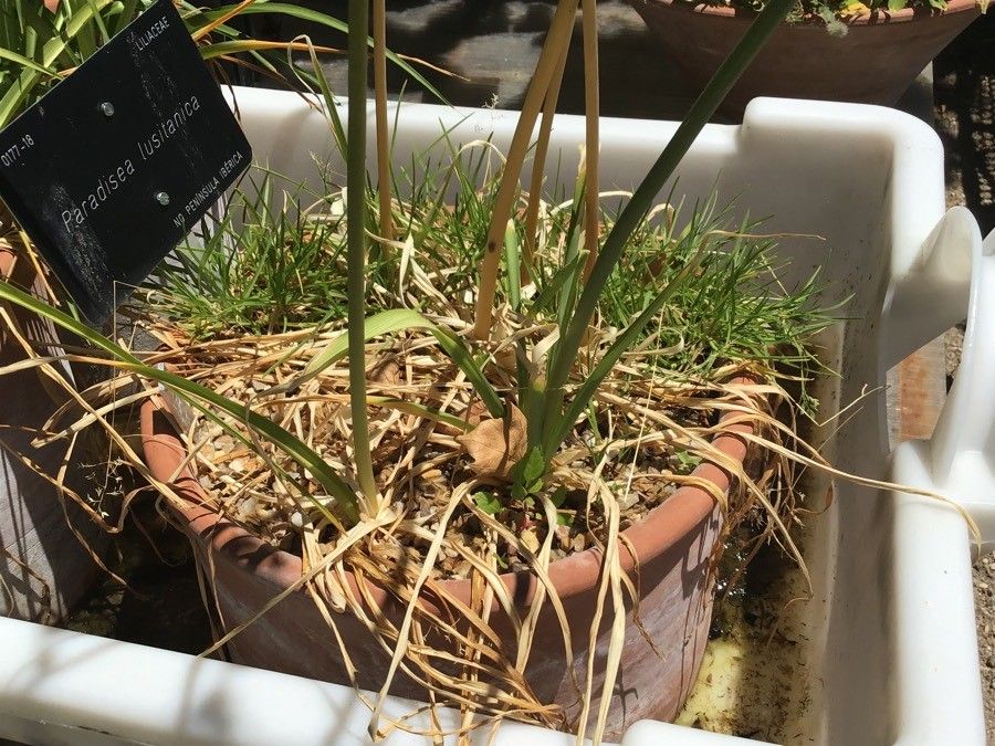 Paradisea lusitanica bark