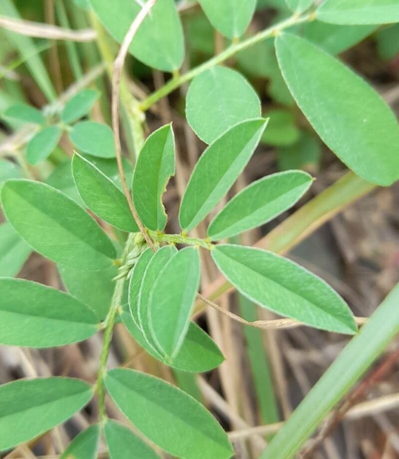 Indigofera parodiana leaf