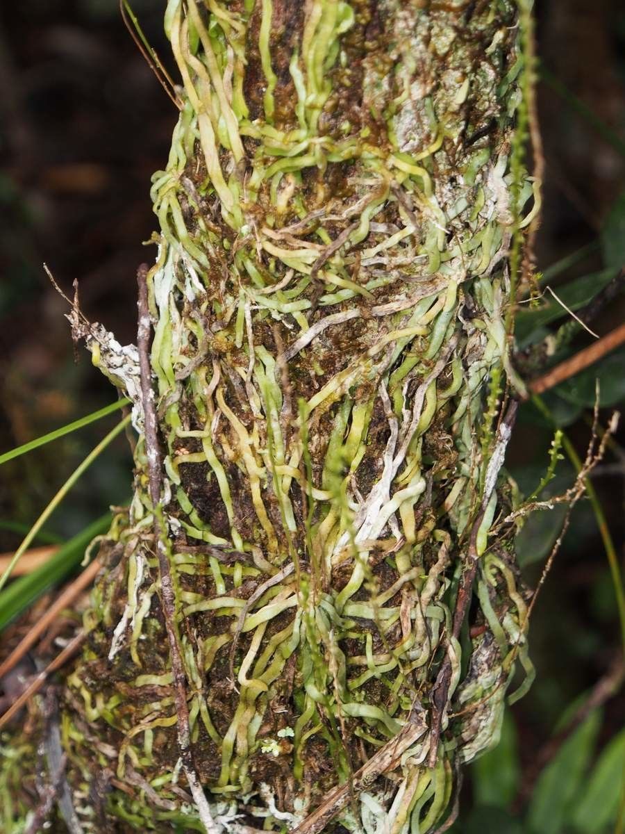 Taeniophyllum oreophilum bark