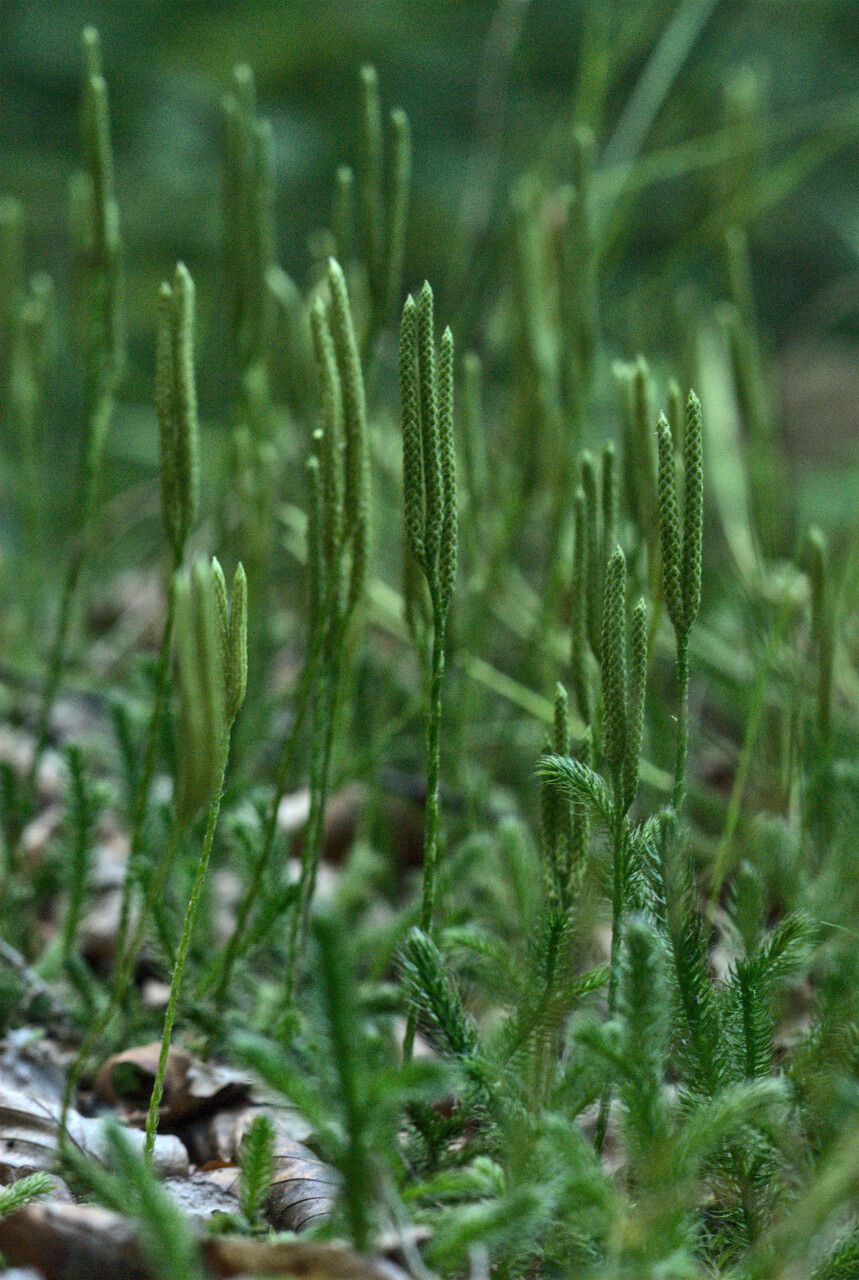 Lycopodium clavatum flower