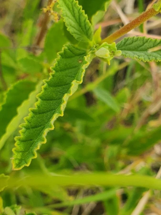 Hermannia exappendiculata — houseplant care guide