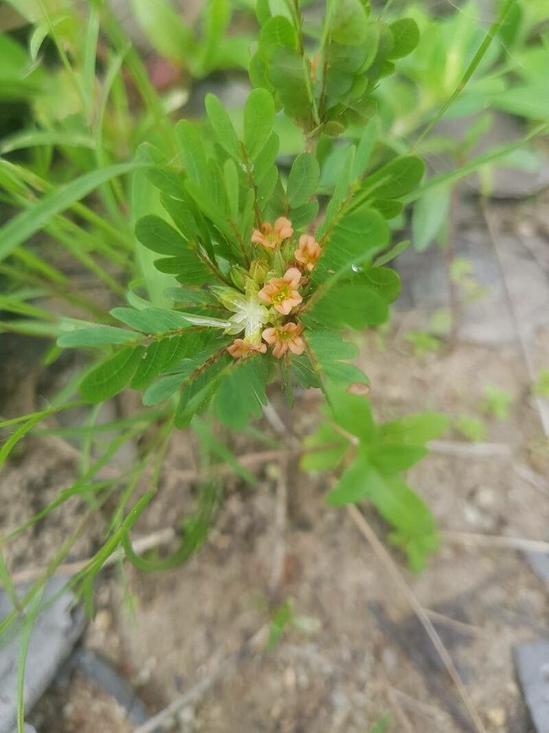 Biophytum abyssinicum flower
