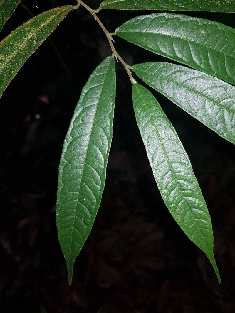 Brosimum costaricanum — related species from the same genus