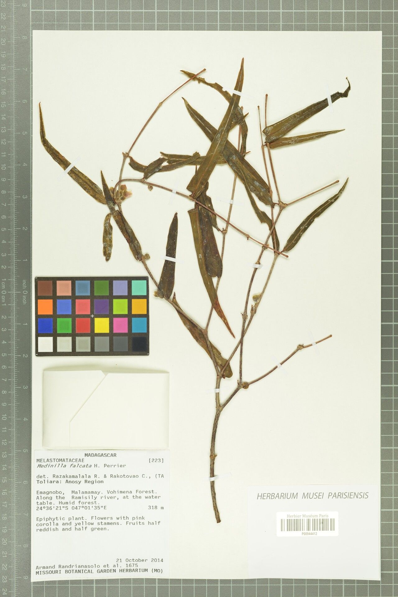 Medinilla falcata — search result for 'Medinilla'