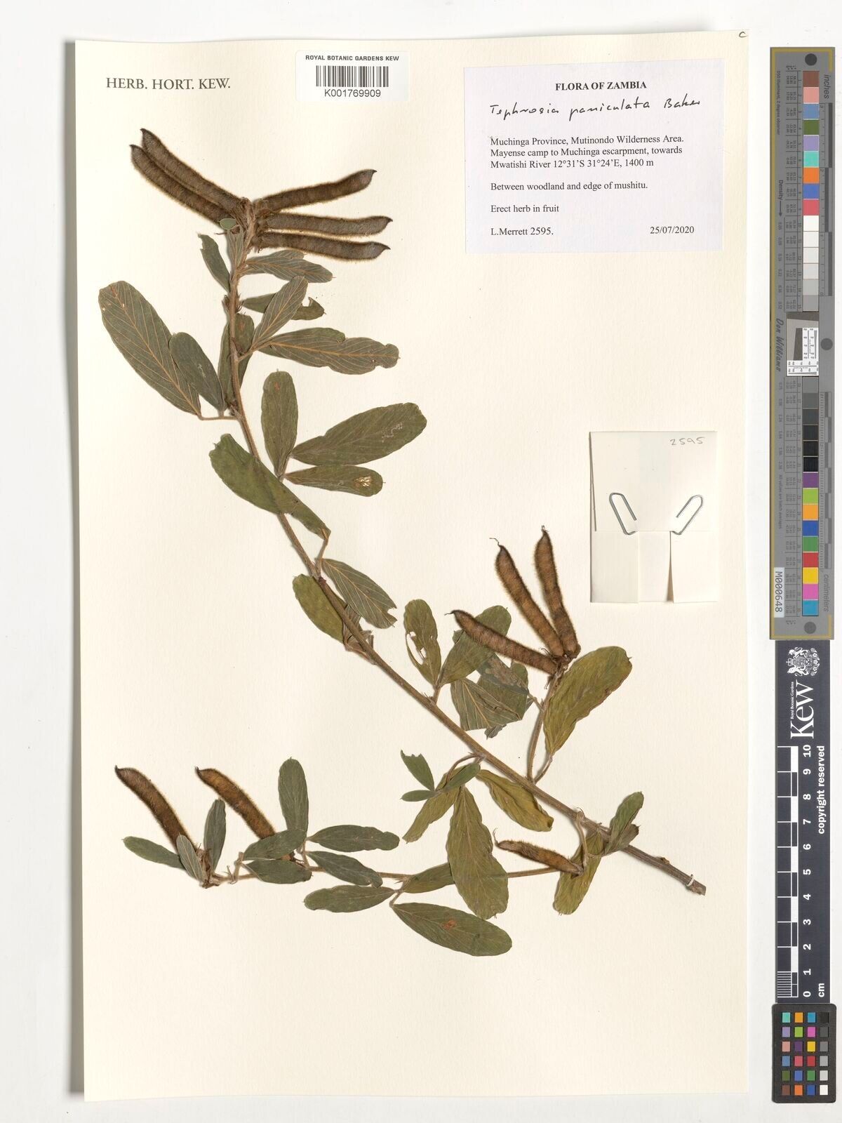 Tephrosia paniculata — search result for 'Tephrosia'