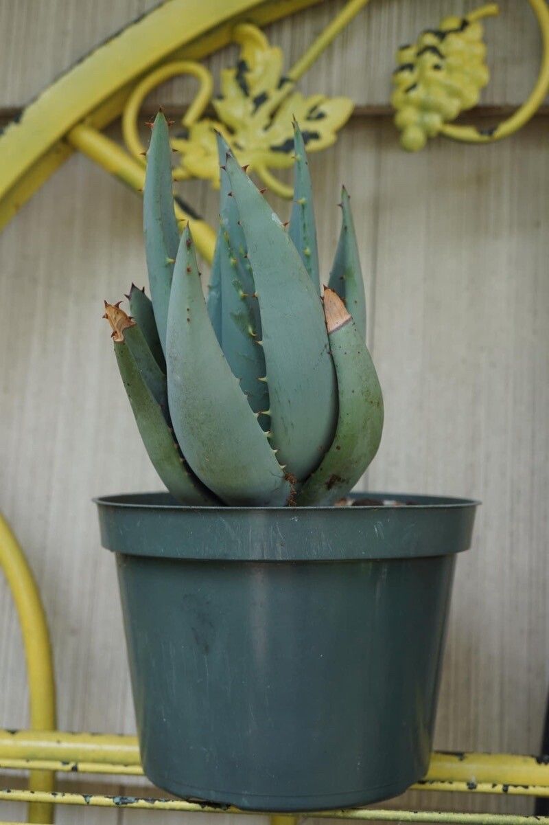 Aloe claviflora — houseplant care guide