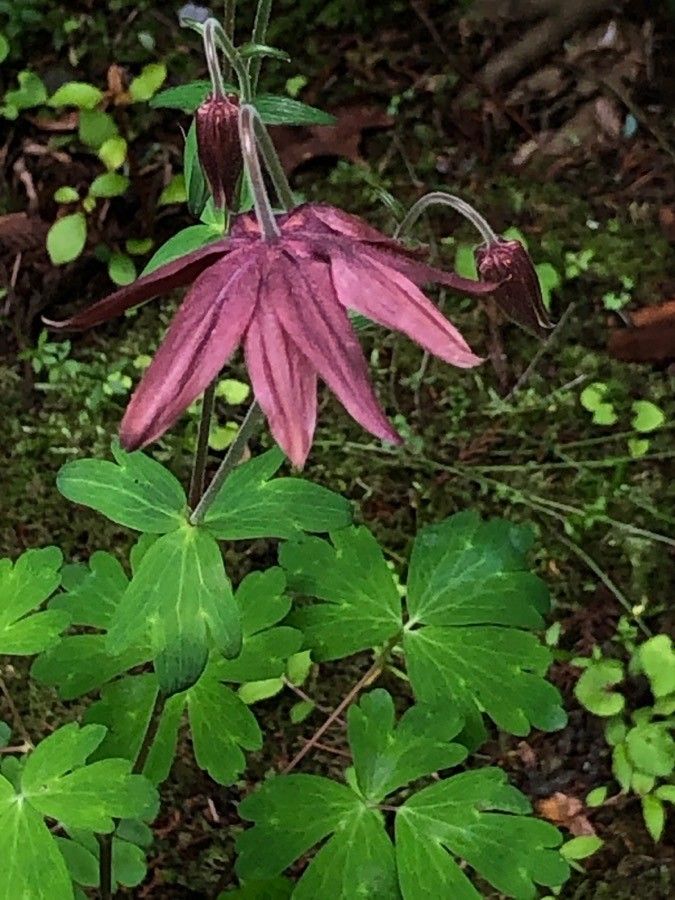Aquilegia buergeriana — search result for 'Aquilegia'