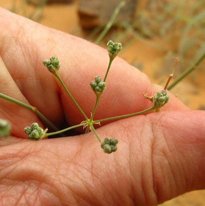 Deverra scoparia fruit