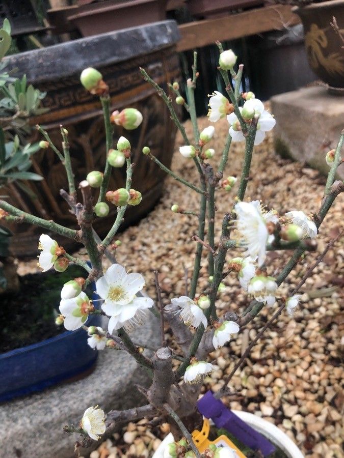 Prunus mume flower