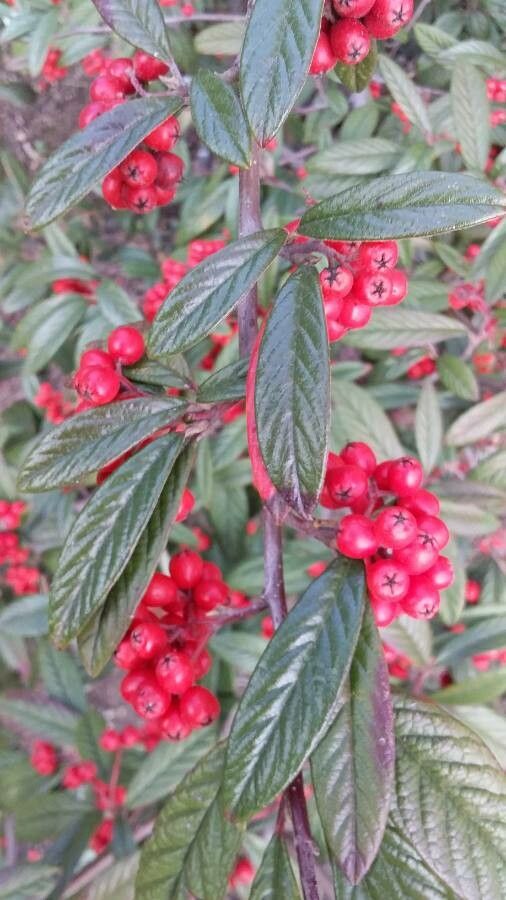Cotoneaster salicifolius fruit