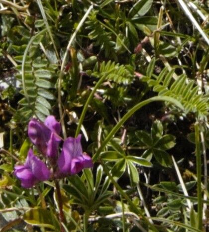 Oxytropis neglecta flower