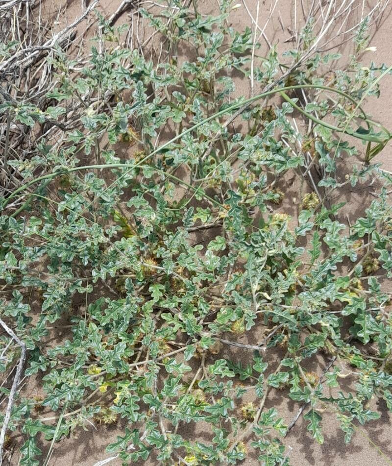 Solanum euacanthum habit