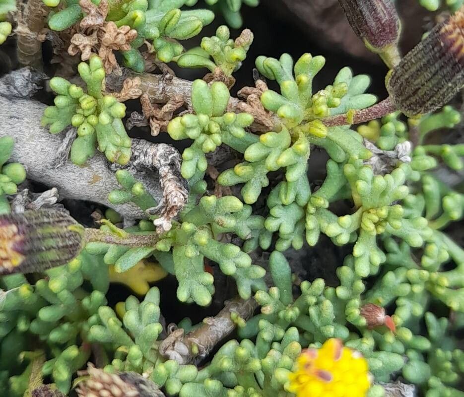 Senecio trifidus — houseplant care guide