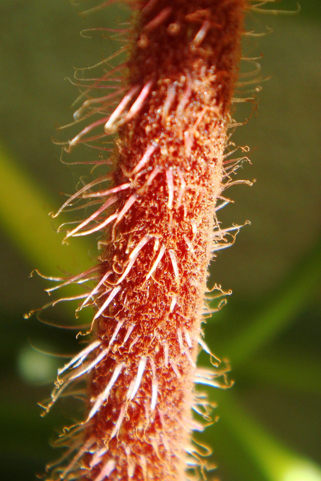 Begonia masoniana bark