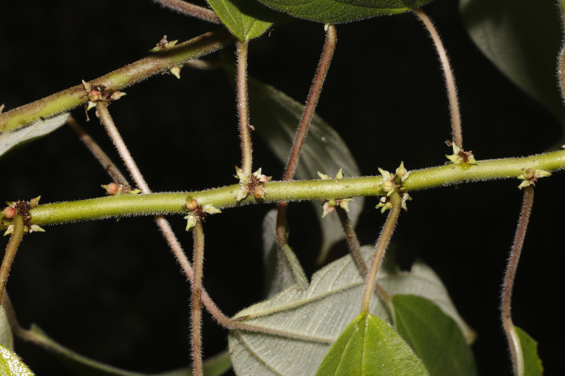 Pouzolzia guatemalana leaf