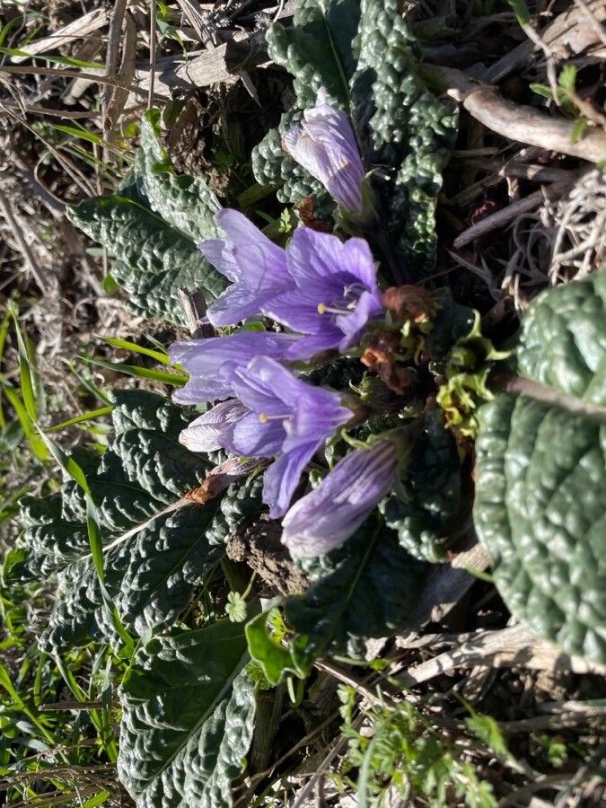Mandragora officinarum flower