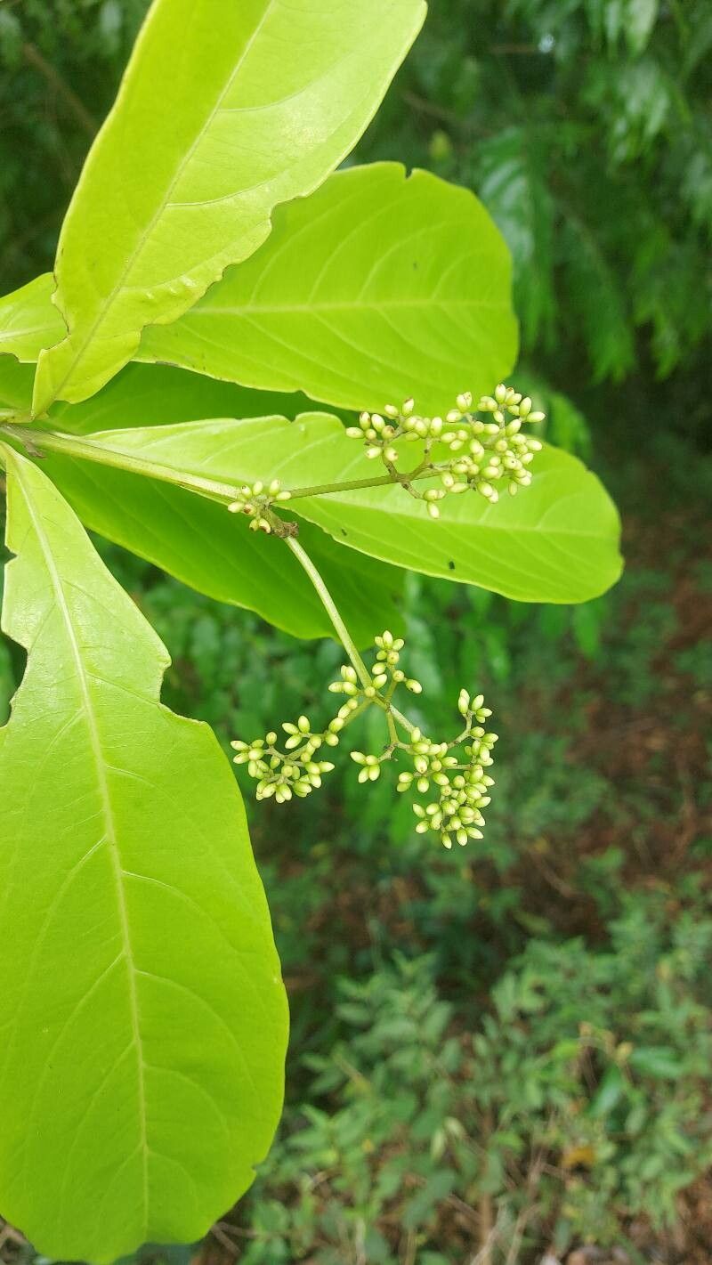 Cordia magnoliifolia flower