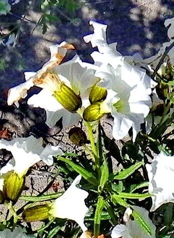 Cordia decandra — houseplant care guide