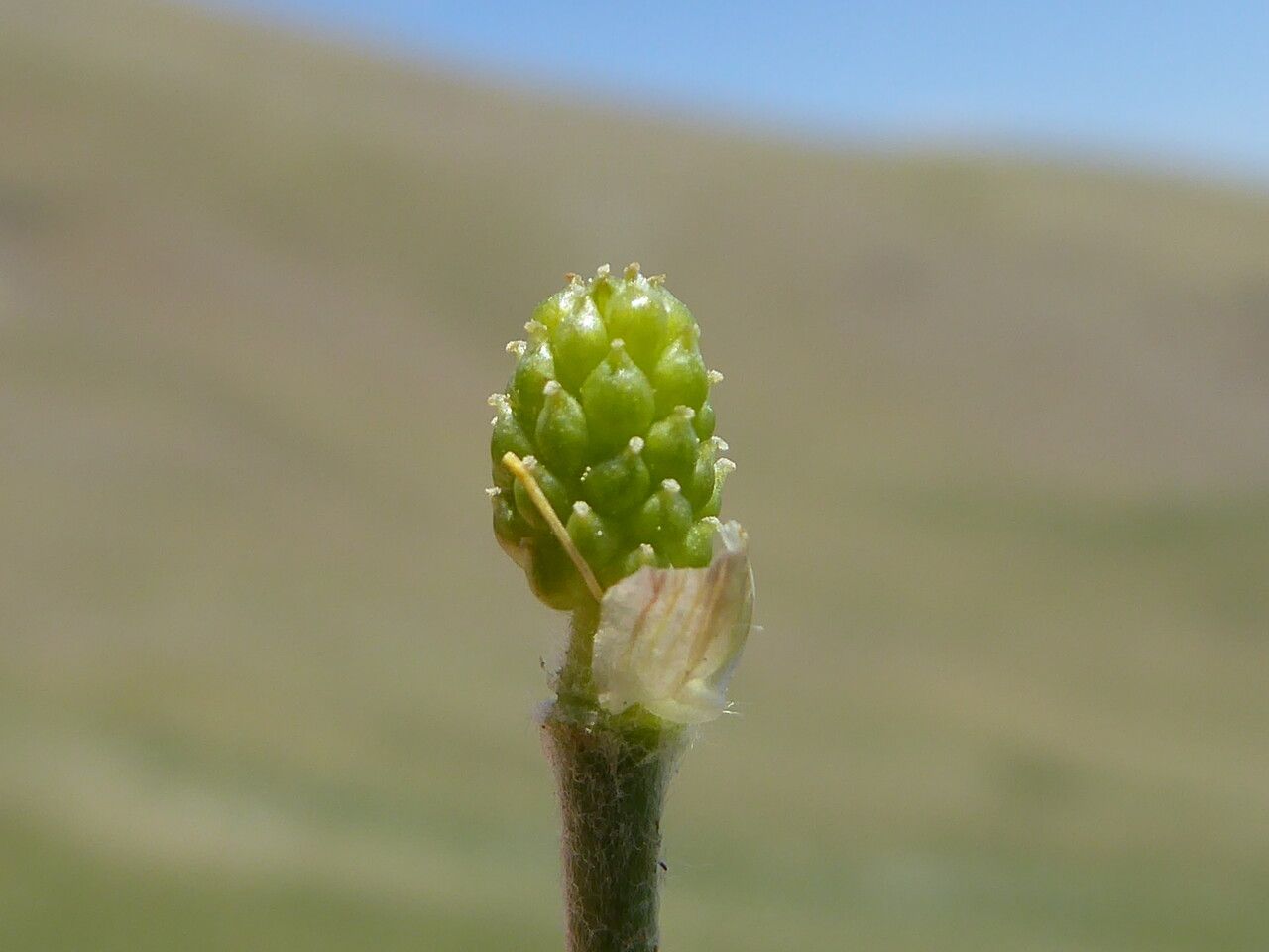 Ranunculus pyrenaeus fruit